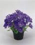 Seminte profesionale Campanula carpatica - Clopotei - imagine 49112